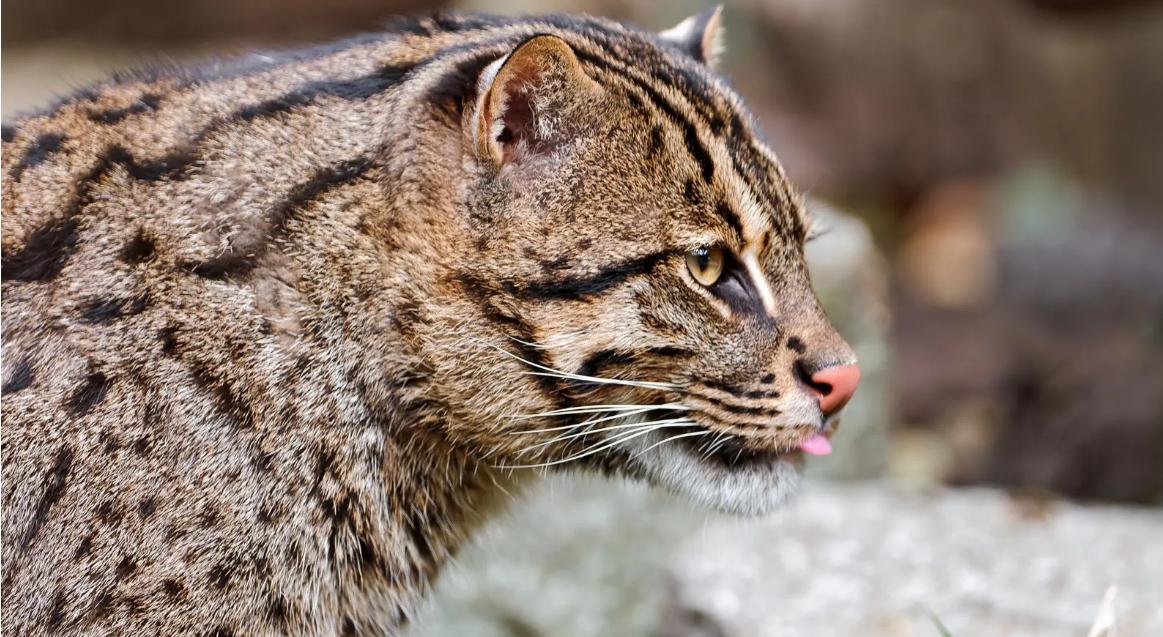 澳洲野猫泛滥，如果不人为干涉，能进化成老虎一样的猛兽吗？