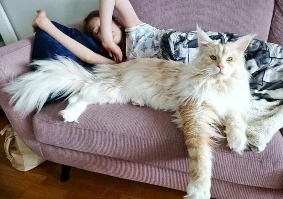 俄罗斯一女孩神秘失踪？家中的猫竟然是杀人凶手！（动物猎奇）