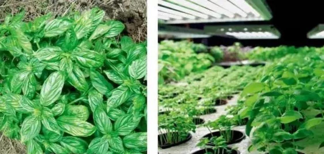 不用太阳也能活？研究学家用光照来刺激作物生长