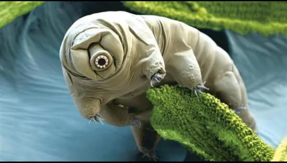 水熊虫竟是最强生物？如何杀死水熊虫？（杀死水熊虫）