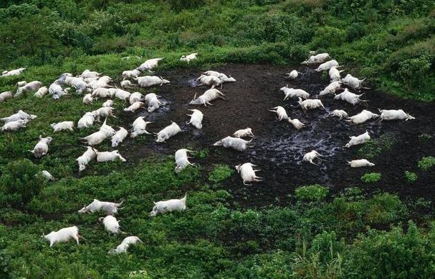非洲杀人湖湖水变红， 附近生物几乎全部灭绝