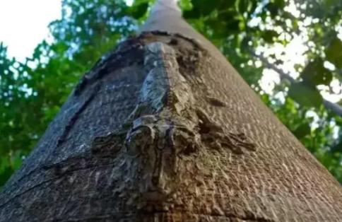 最会伪装的6种生物 最后一种你绝对发现不了（根本分辨不出）