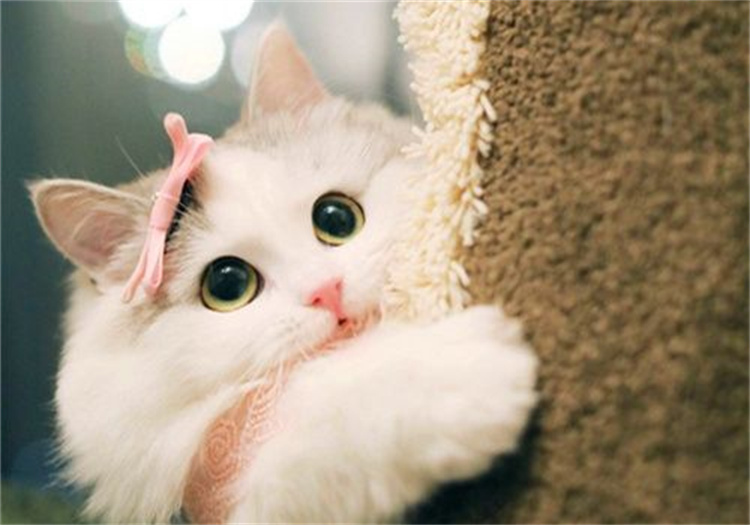 去世的猫埋在地底下竟会复活，转世变成猫妖（处理死猫的方式）