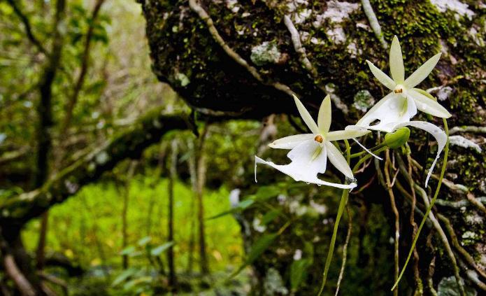 世界上最神秘高贵的花，来自古巴的幽灵兰花（神秘的幽灵兰花）