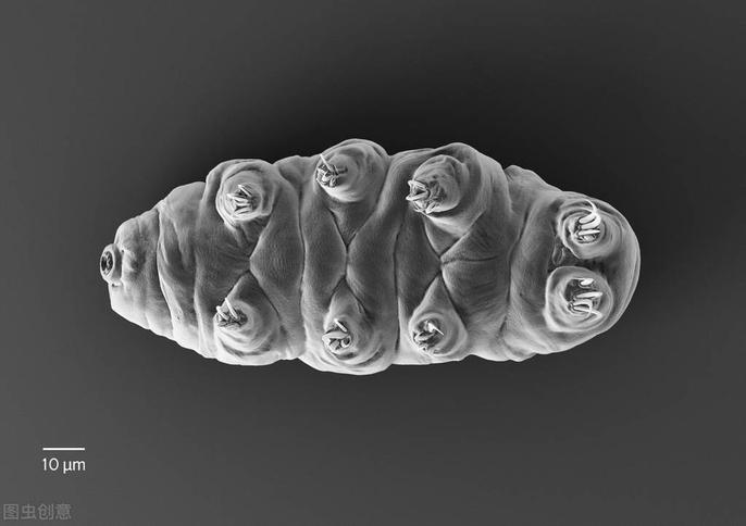 世界上最顽强的生物：高温严寒都杀不死！（动物科普）