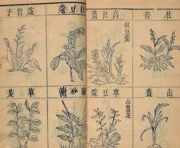本草纲目中最恐怖的方子，竟用勒死人的绳子作为药引