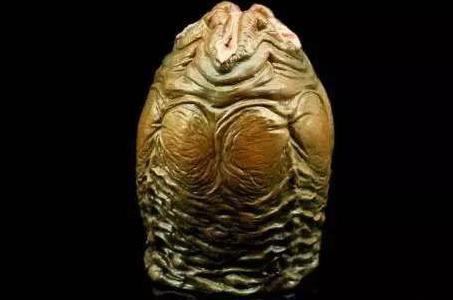 抱脸虫真的在现实中存在吗？其是寄生高等动物吗？