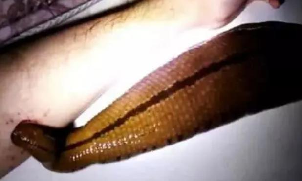 柬埔寨食人水蛭 是现在世界上最恐怖的生物（食人水蛭的由来）