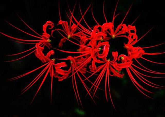 彼岸花真的存在吗？为什么不能养？（迷信色彩）