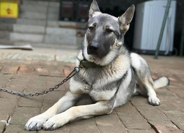 鹰叭犬：比大熊猫还珍贵的狗（培育突变品种）