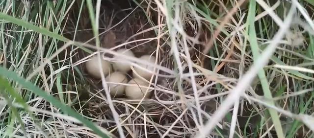 野鸡在农村随处可见，为何还是保护动物？（生物链）