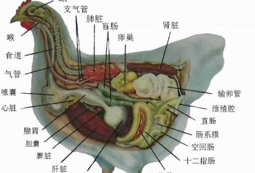 一些动物的排泄器官和交配器官是相同的？人类为何（不一样）