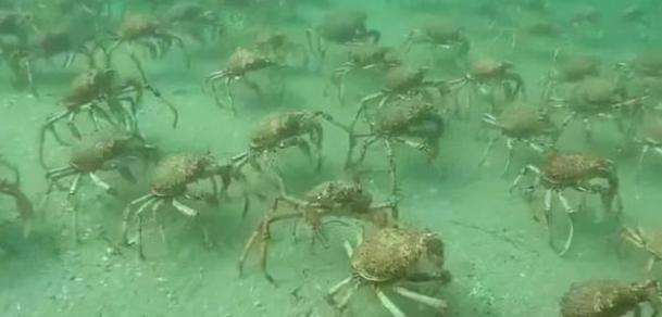 帝王蟹想要称霸南极？100万只入侵南极，抢地盘、夺食物
