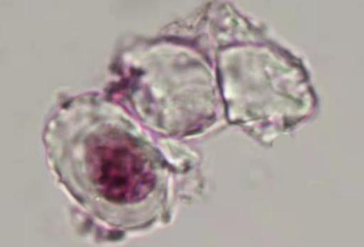 我国科学家疑似发现1.25亿年前恐龙DNA，若成真，恐龙能否被复活