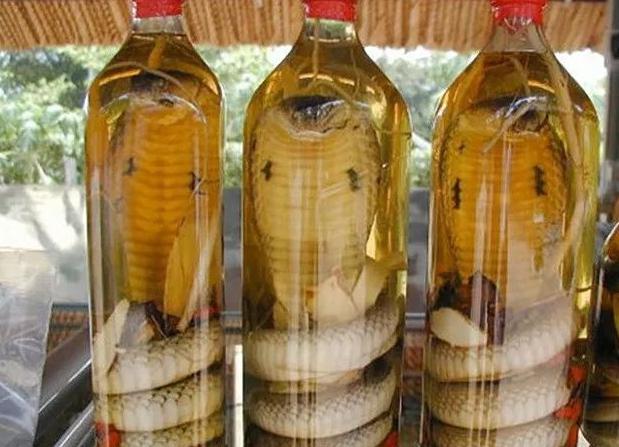 泡在酒里的毒蛇“复活”伤人，这么长时间蛇还没死（真正原因）