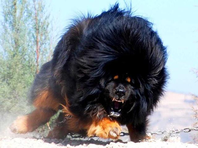 犬生三胎必有一胎是非常凶猛，这个说法会和传说有关系吗？