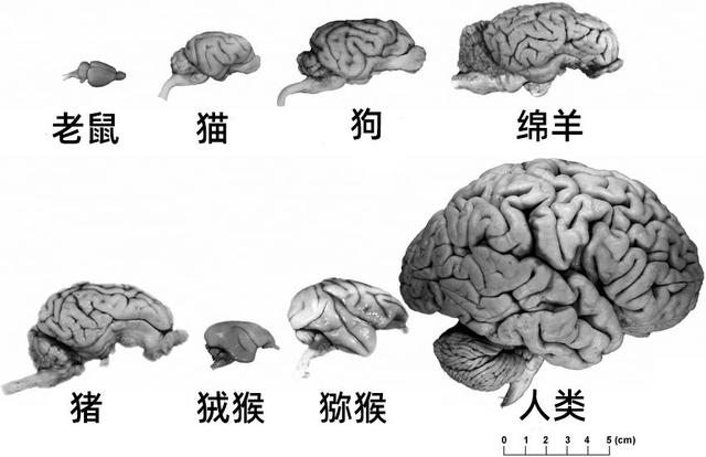 论人类大脑进化的结果（思维的方式对大脑发展至关重要）