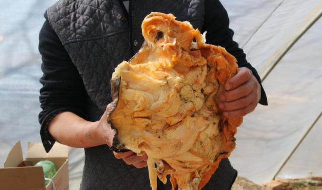 太岁头上莫动土，但太岁到底是啥？（一种古老菌类）