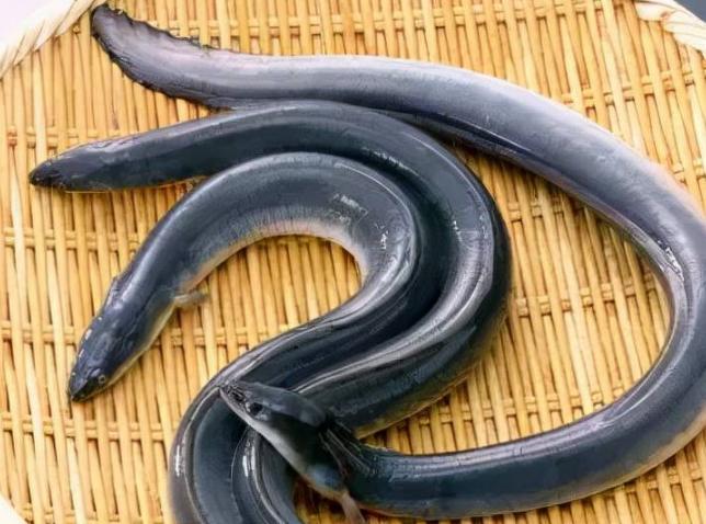 日本半年进口近3000吨鳗鱼，伪装高价售出，其原因？