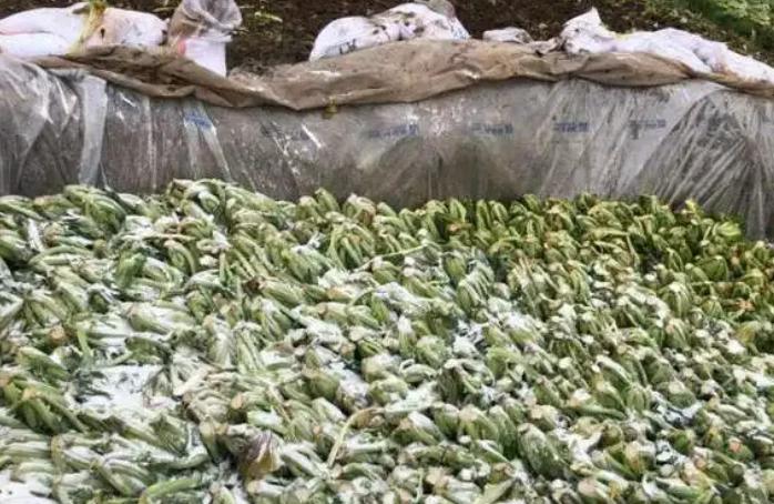 被曝光的土坑酸菜到底有多脏？用脚踩酸菜、烟头随地扔，真是丧心