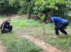 泰国两个捕蛇者专捕大毒蛇，体型最大的毒蛇种类（眼镜王蛇）