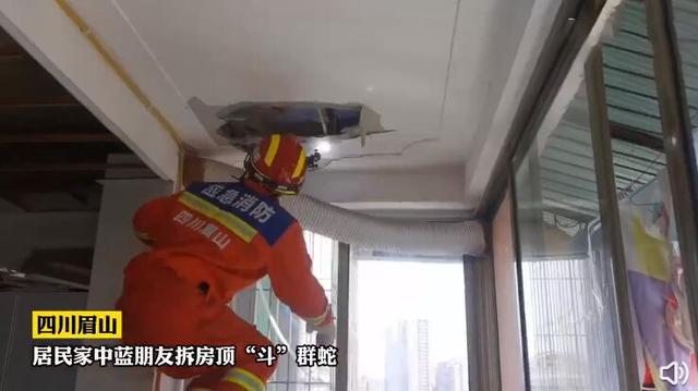 四川一人家吊顶发现蛇，遇到这种该怎么办（蛇出没）