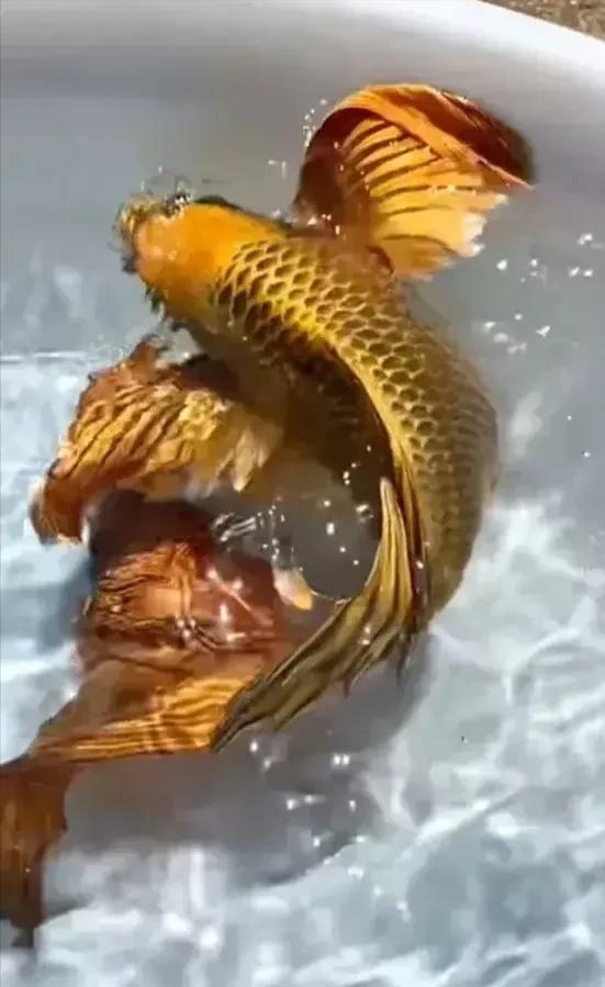 浙江出现罕见黄金鲤鱼，身披金甲宛若游龙（象征吉祥财富长寿）