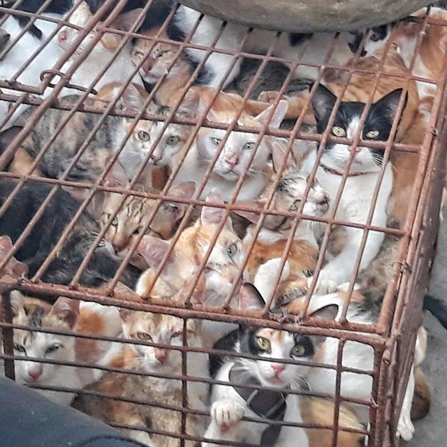 越南人每年吃掉上百万只猫，居然是美国做的坏事（喜欢猫肉）