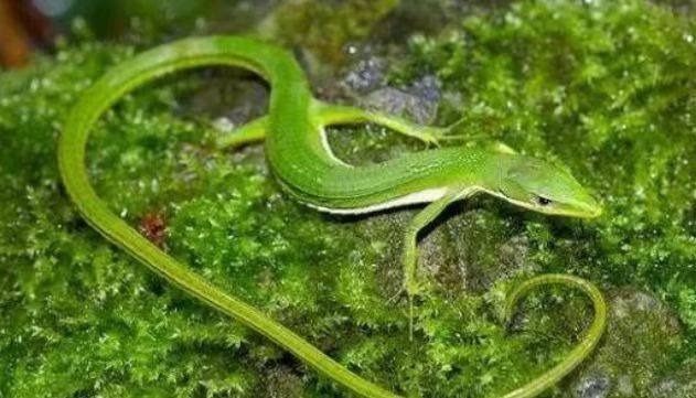 一条神像小青龙的草蜥蜴，它的尾巴又长又易断（冷血爬虫）