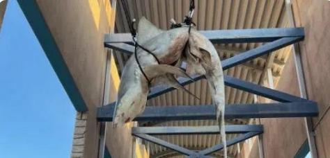 美国高中可以看到悬挂的鲨鱼尸体，疑似学生的恶作剧，让人心惊