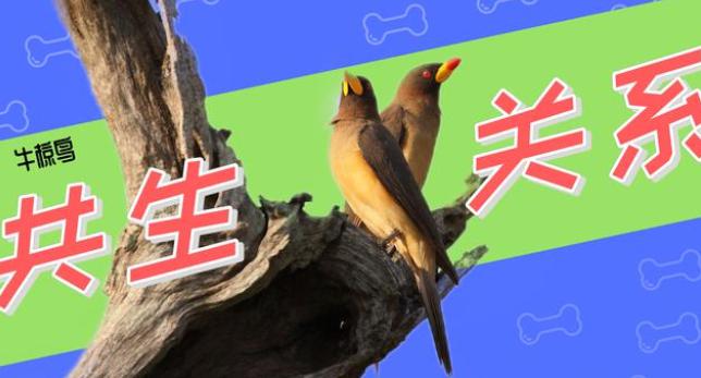 牛椋鸟一种即是剔牙专家又是吸血怪咖动物界共生存的关系