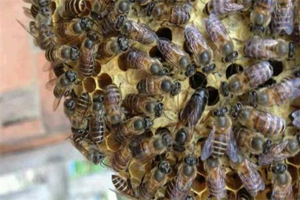 工蜂为什么杀死蜂王?蜂王能力不足(某种情况不是出于本意)