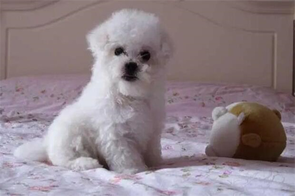 比熊犬多少钱一只?贵的高达上万元(价格过低的谨慎购买)
