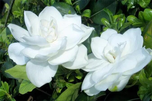 栀子花为啥不吉利?因为花色是纯白色(迷信说法)
