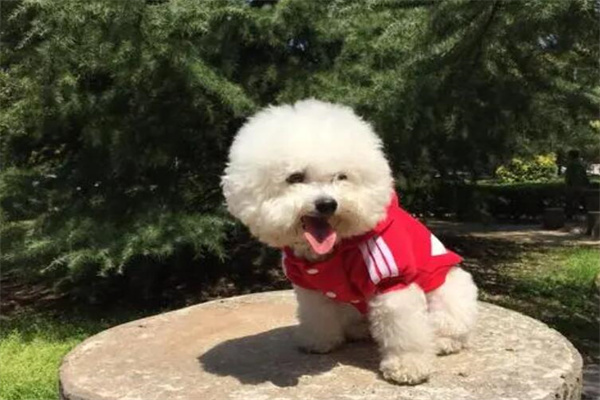 十个不养比熊犬的理由：泪痕难看(智商低也无法接受)