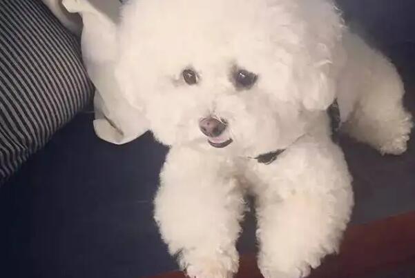 比熊犬智商相当于几岁？人类儿童3-4岁（理解能力较差）