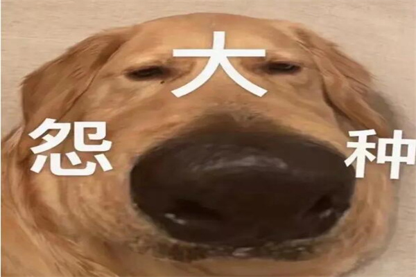 大冤种什么意思?指受了冤屈而不快乐的人(东北方言)
