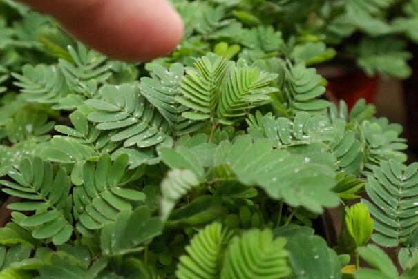家里千万不能养的6种花 家里坚决不能养的花(值得注意)