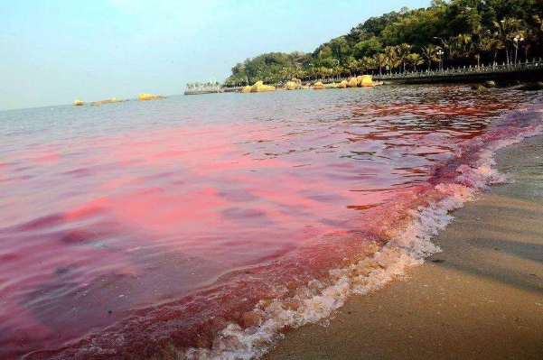 赤潮是怎么形成的：海域水体的富营养化(适宜的水温和盐度)
