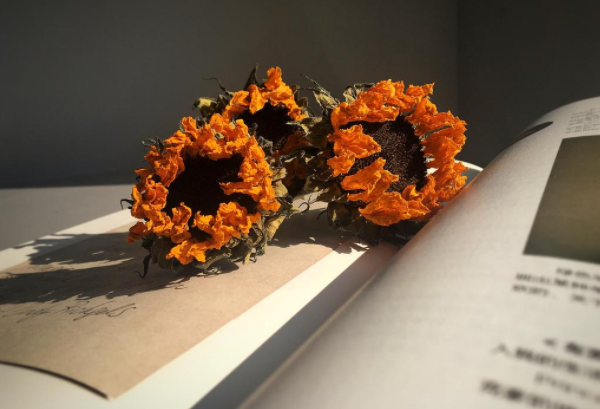 干花怎么制作：埋花、风干、压花（保持盛开的样子）