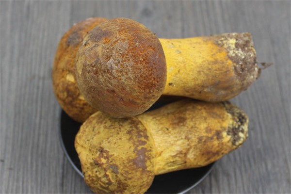 黄牛肝菌有没有毒：无毒菌类可以放心食用