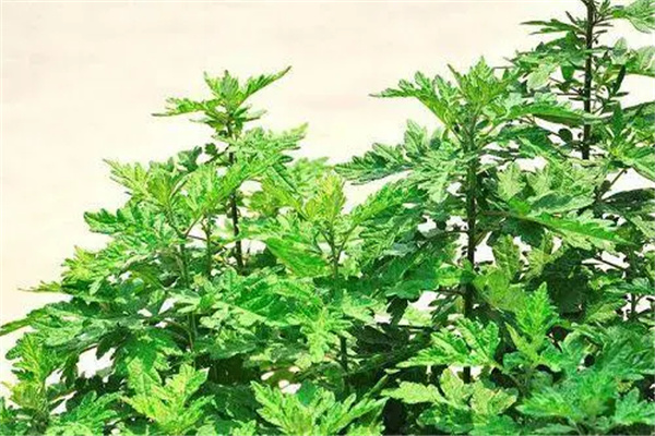 艾蒿的功效与作用：艾蒿的口感（艾蒿怎么做才好吃）