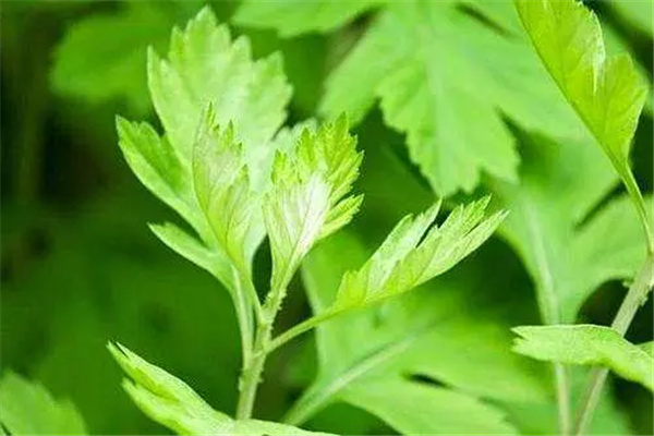 艾草可以驱蜈蚣吗：艾草可以驱蜈蚣（艾草独特的味道）