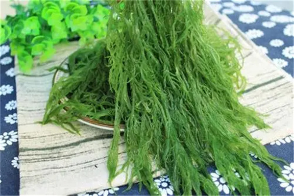 龙须菜为什么开水一烫就化了：又名海菜（营养丰富的蔬菜）