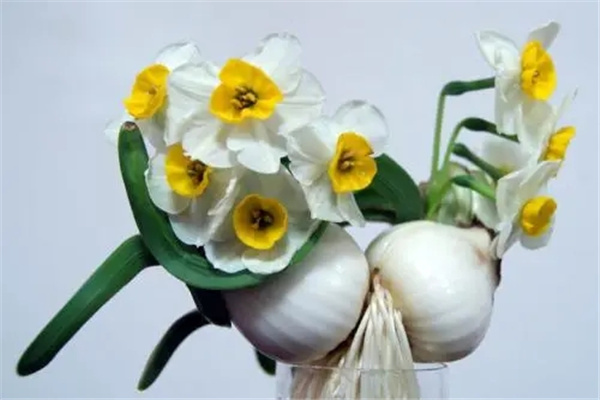 水仙花花语：表达思念之情（可送给恋人和亲人）