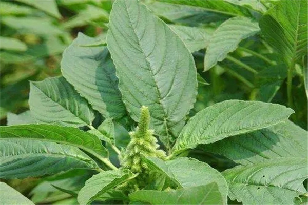 反枝苋的功效与作用：清热解毒（有消炎功效）