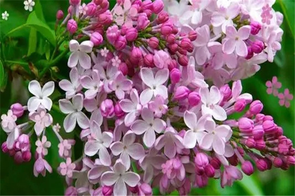 丁香花花语是什么：谦虚朴雅（寓意美好）