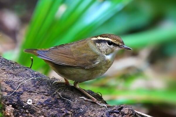 鳞头树莺：叫声似虫叫声，重仅5克(头部有鳞状斑纹)