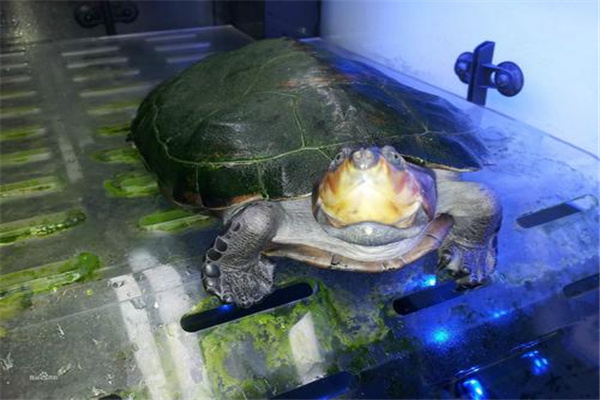 马达加斯加大头侧颈龟：多做食材（喜食软体动物）