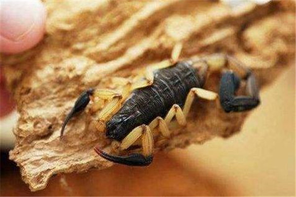 哥斯达黎加双色木蝎介绍：身长可达15cm（有严重洁癖）